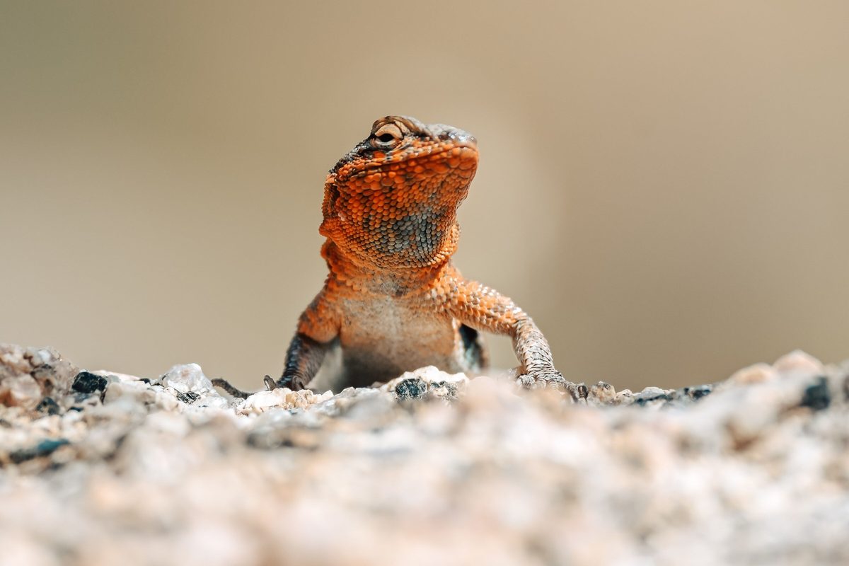 Desert spiny lizard sunning on rocks along an Arizona trail