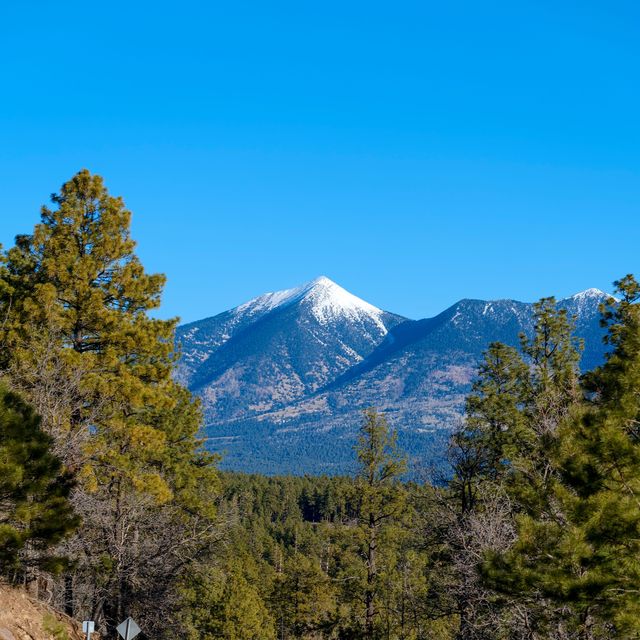 Snow-capped San Francisco Peaks above the ponderosa pines near Flagstaff, Arizona