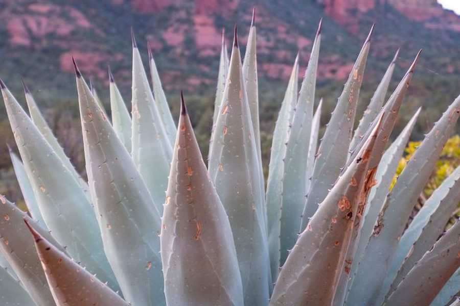 Red rock and agave landscape near the Village of Oak Creek, Sedona AZ