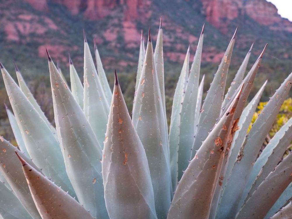Agave and desert landscape near Tucson, Arizona